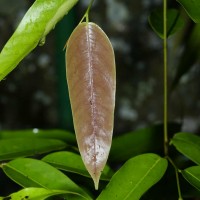 Doona congestiflora Thwaites